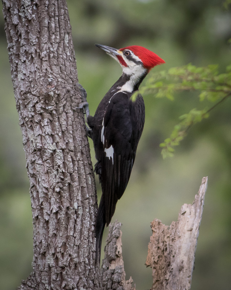 Stephen F. Austin State Park, a Texas State Park located near Hempstead ...